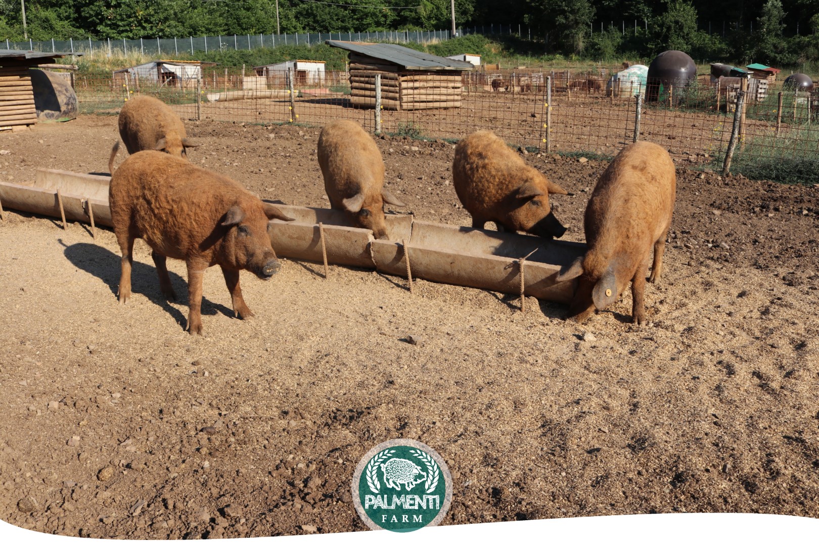Headers Palmenti Farm Web Pagina 08