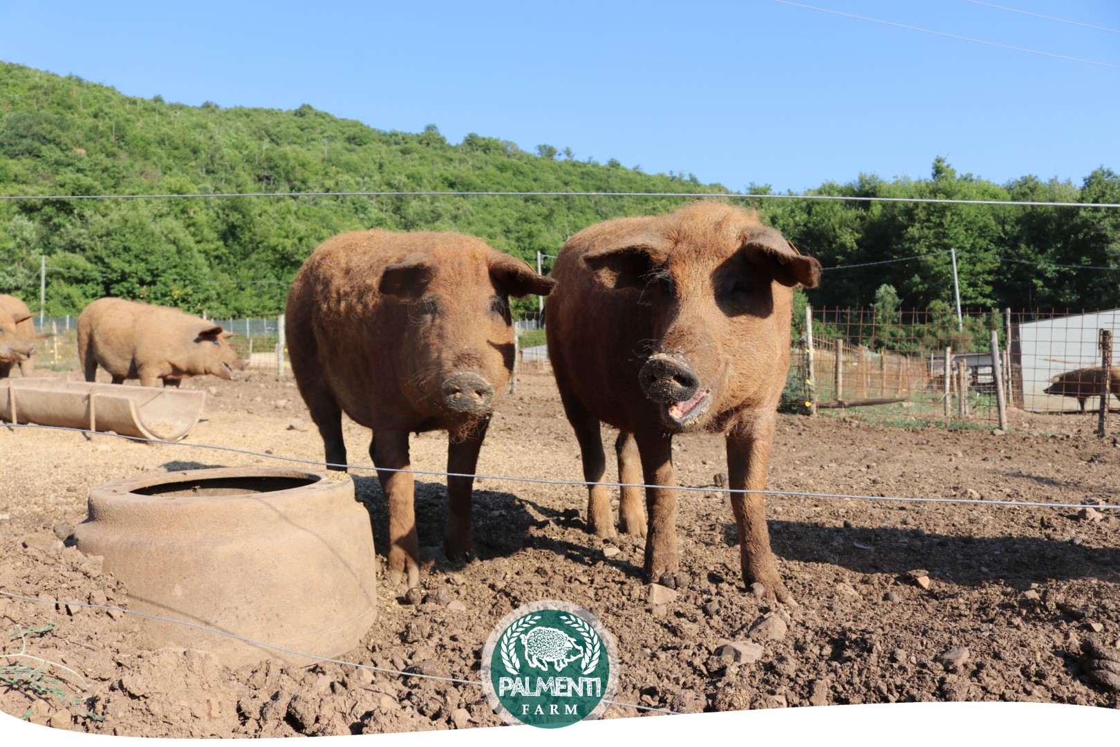 Headers Palmenti Farm Web Pagina 10