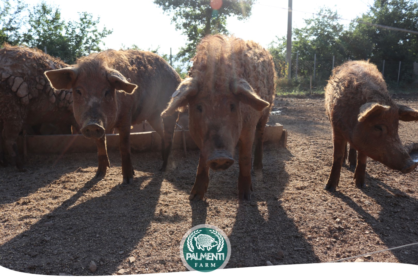 Headers Palmenti Farm Web Pagina 14