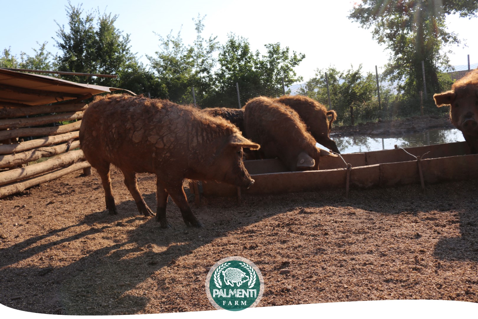 Headers Palmenti Farm Web Pagina 15