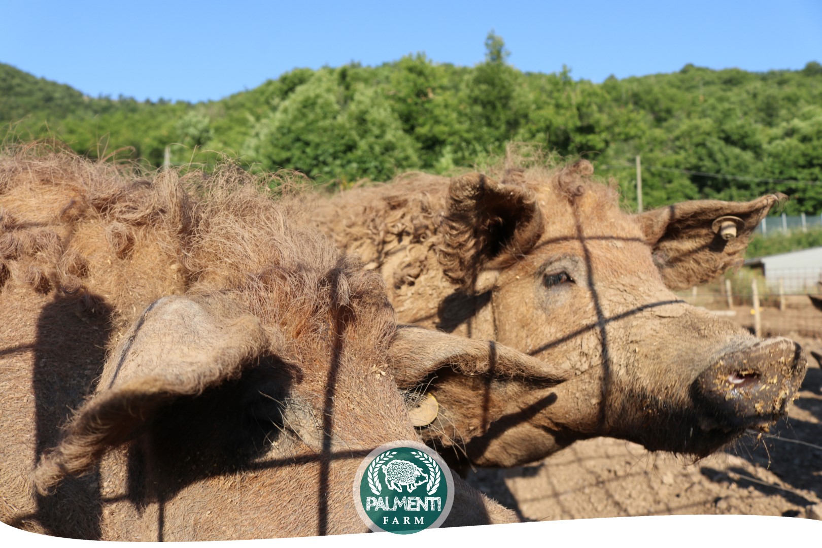 Headers Palmenti Farm Web Pagina 17